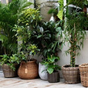 The  Botanical Boutique (Rental Indoor Plants)